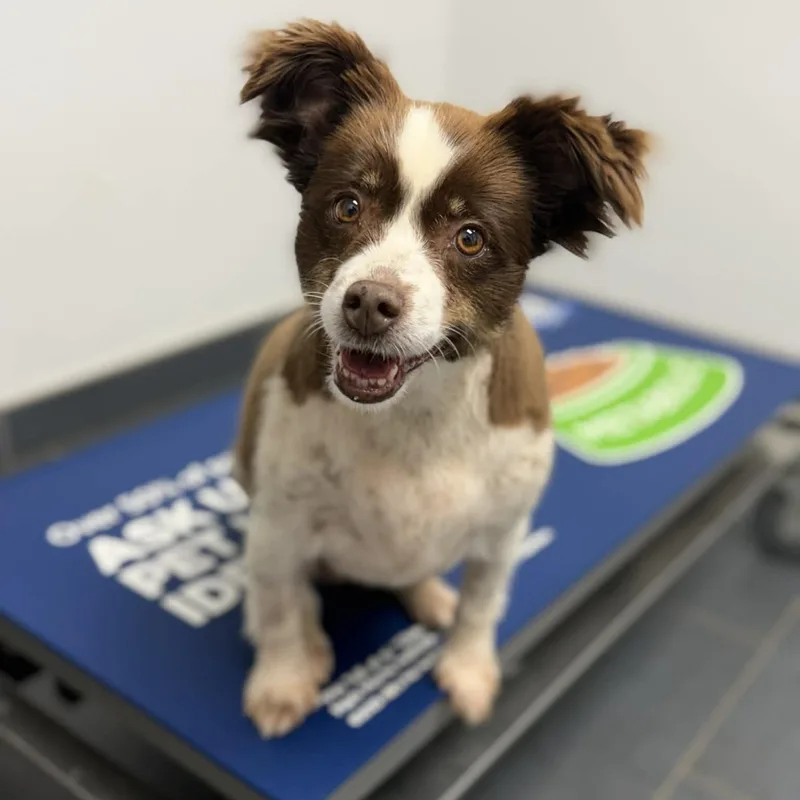 An adult medium-sized female Brown / Chocolate Australian Shepherd dog named Berdie for adoption in Pelham, NH