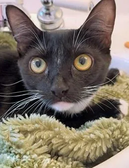 A young small-sized female Black & White / Tuxedo Domestic Short Hair cat named Pualani for adoption in San Francisco, CA
