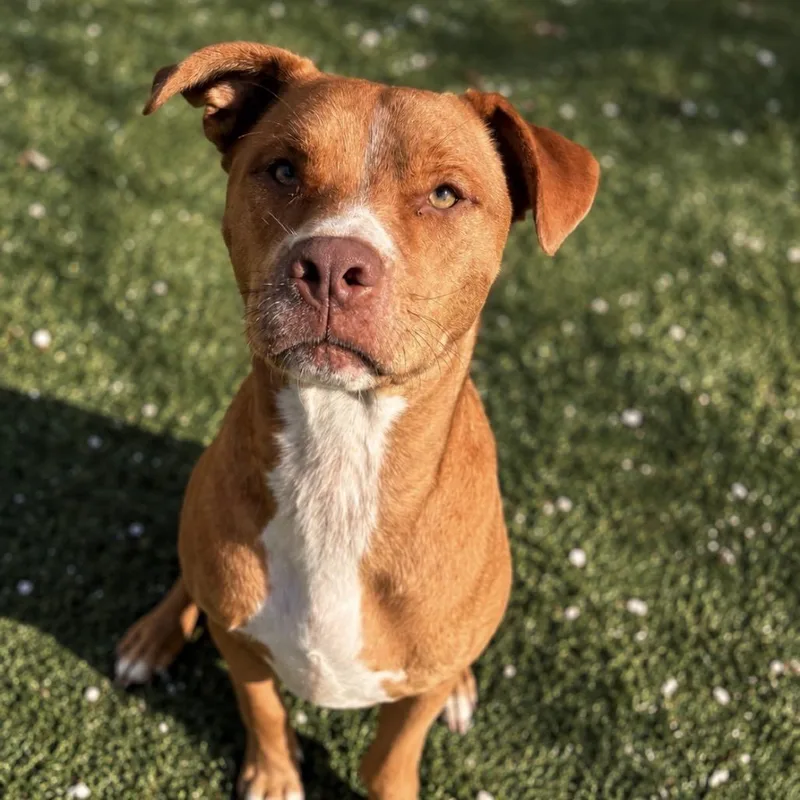 An adult medium-sized male Red / Chestnut / Orange Pit Bull Terrier dog named Tucker for adoption in LOXAHATCHEE, FL