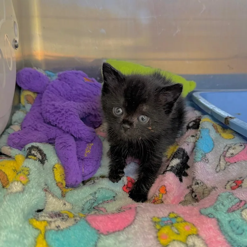 A baby small-sized male Black Domestic Short Hair cat named Sheriff for adoption in Kanab, UT