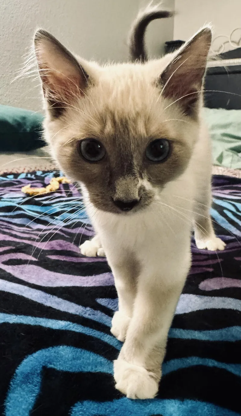A baby small-sized female Siamese cat named Milo for adoption in Wasilla, AK