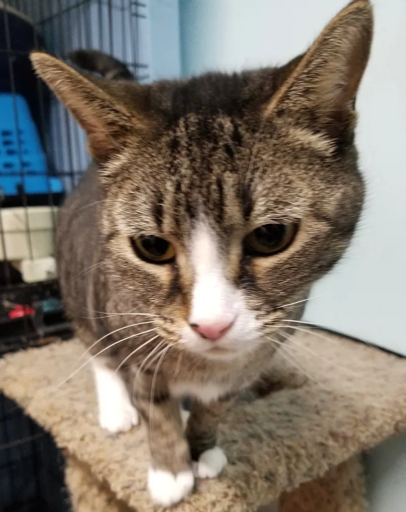 Cinderella thumbnail 2