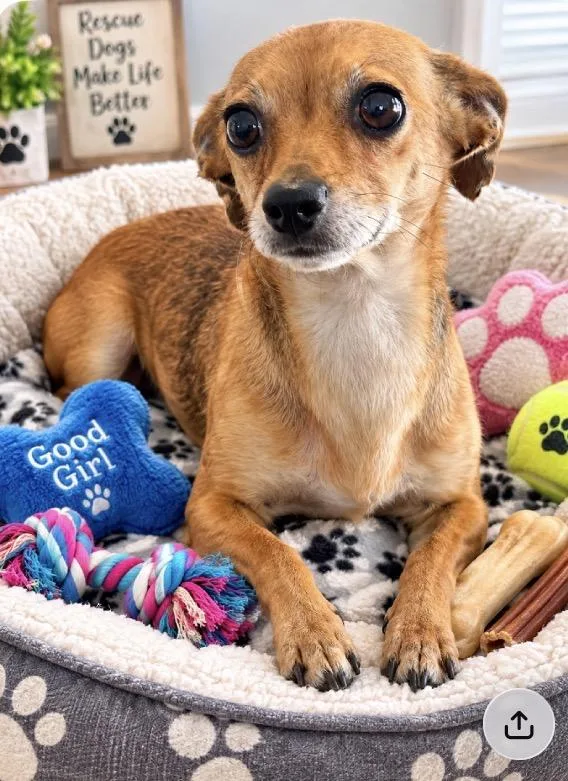 An adult small-sized male Apricot / Beige Chihuahua dog named Wilma for adoption in Memphis, TN