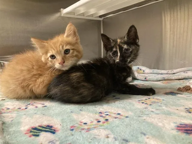 A baby small-sized female Domestic Short Hair cat named Cornelia for adoption in Tustin, CA