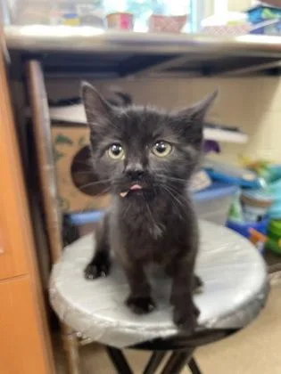 A baby small-sized female Domestic Short Hair cat named Cocoa for adoption in Hamilton, NJ