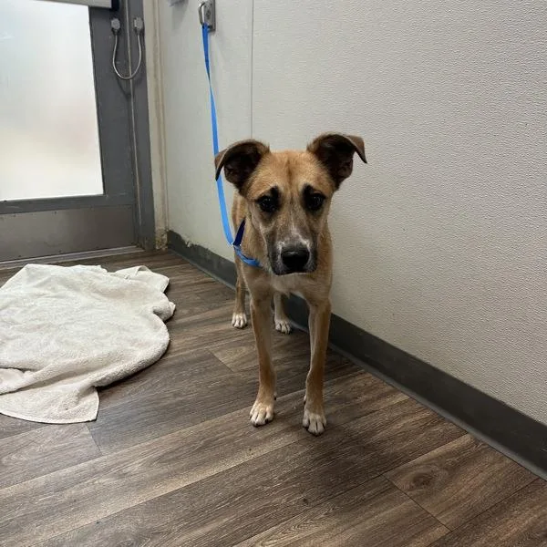 An adult large-sized male Shepherd dog named Camote for adoption in San Diego, CA