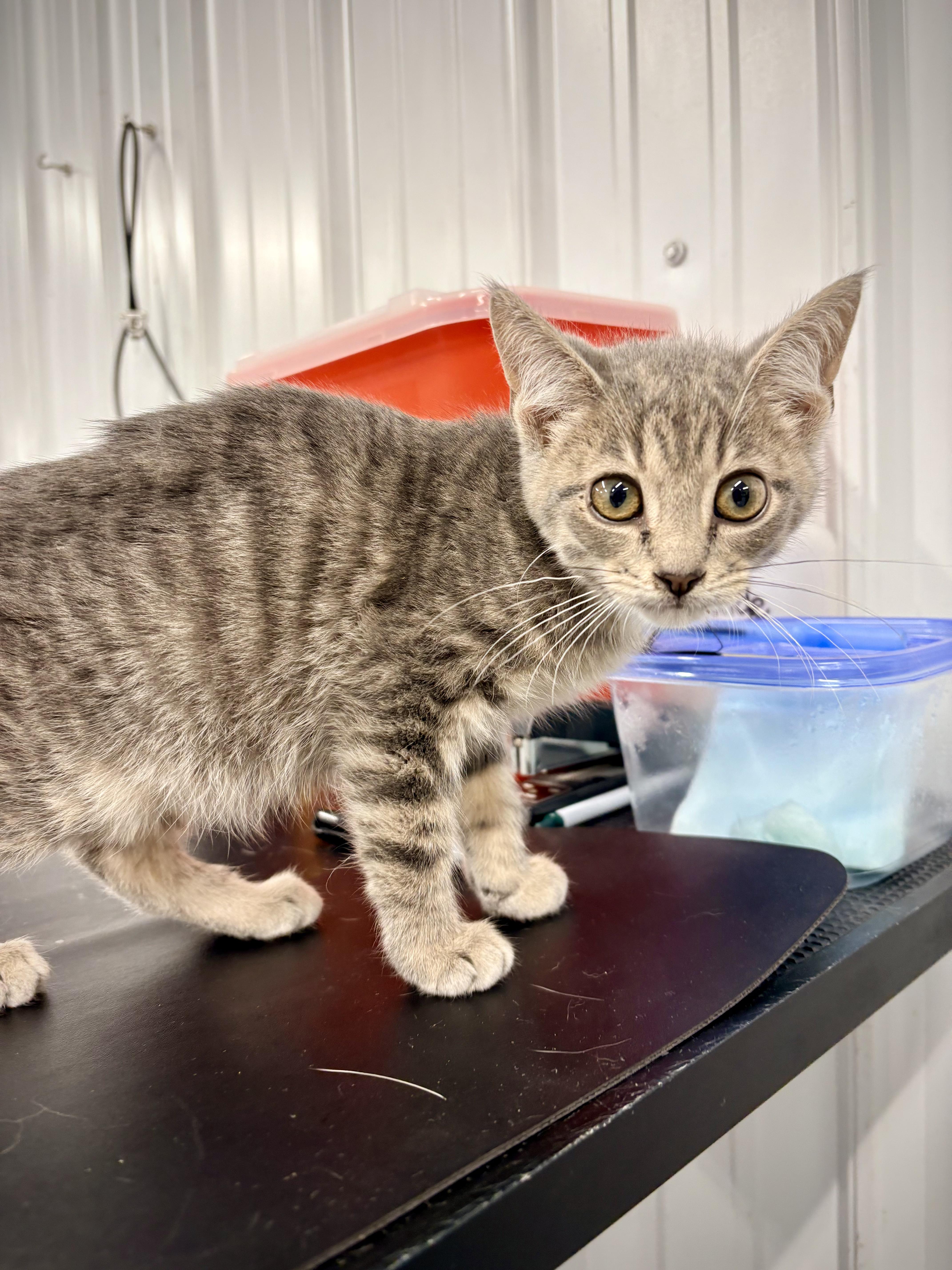 A baby small-sized female Tabby (Gray / Blue / Silver) Domestic Short Hair cat named Johanna for adoption in Kalamazoo, MI