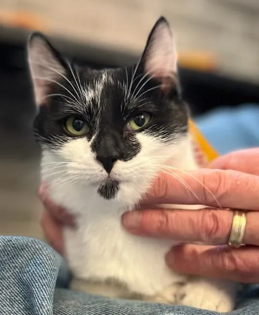 Chaucer & Doyle: Two thumbnail 2