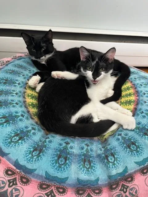 Chaucer & Doyle: Two thumbnail 5