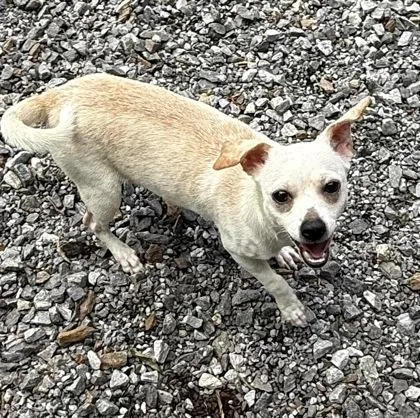A young small-sized male Chihuahua dog named Kasper for adoption in Wilkesboro, NC