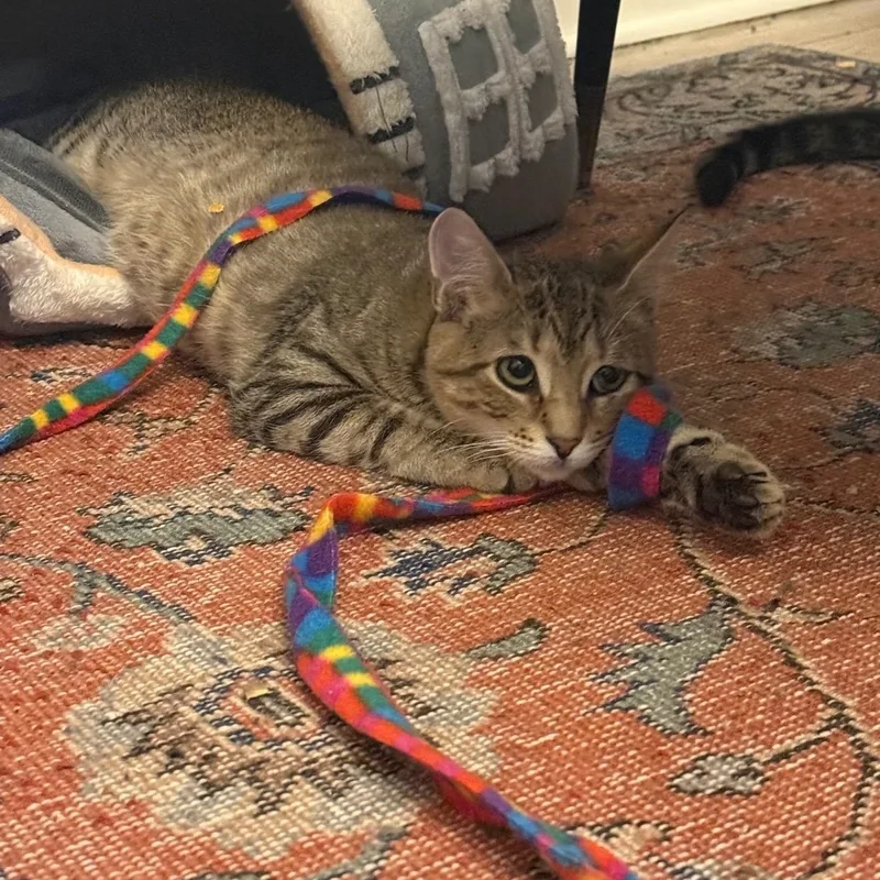 Sugar Rush And Sweet thumbnail 3