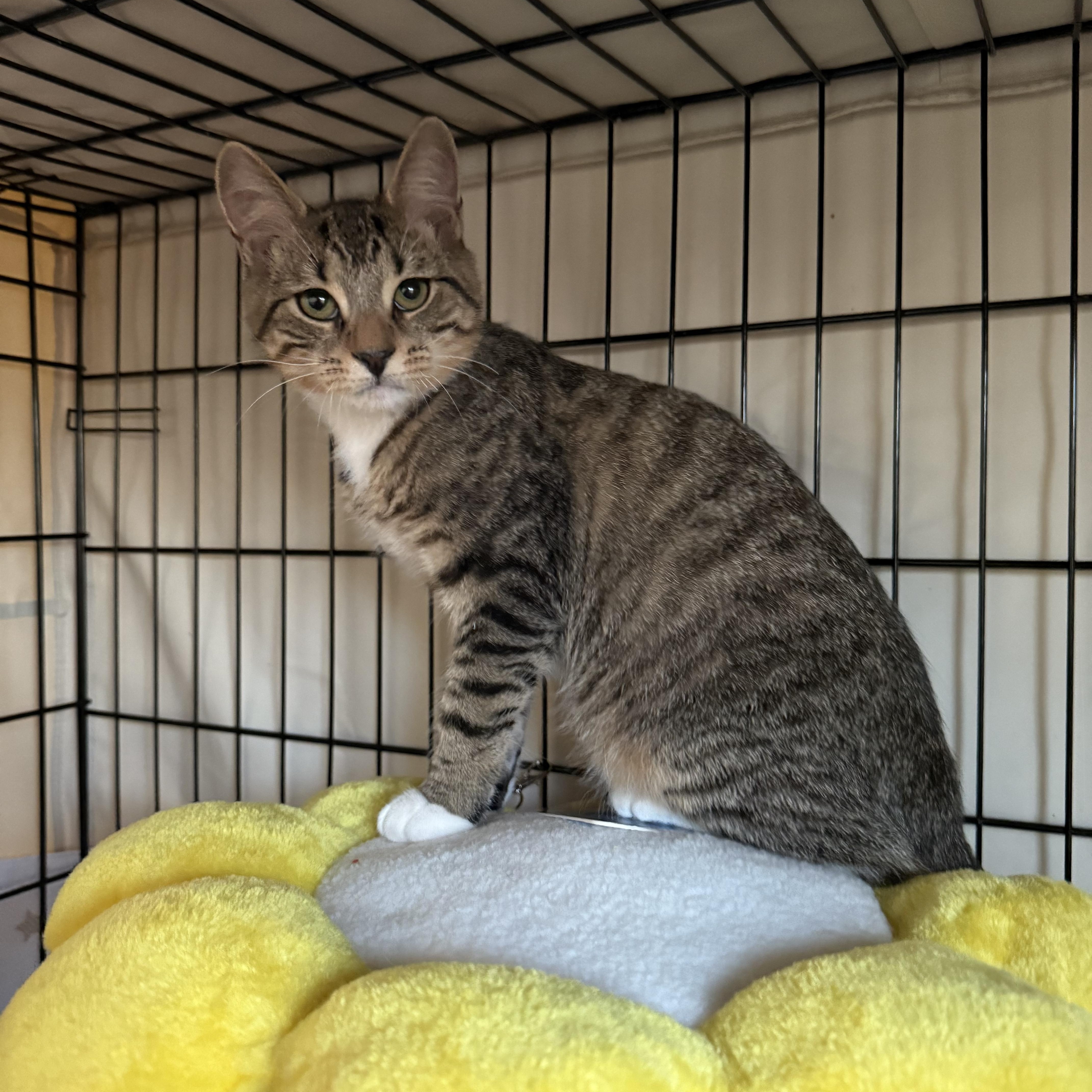 Sugar Rush And Sweet thumbnail 4