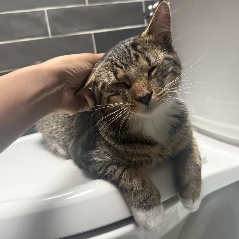 Sugar Rush And Sweet thumbnail 5