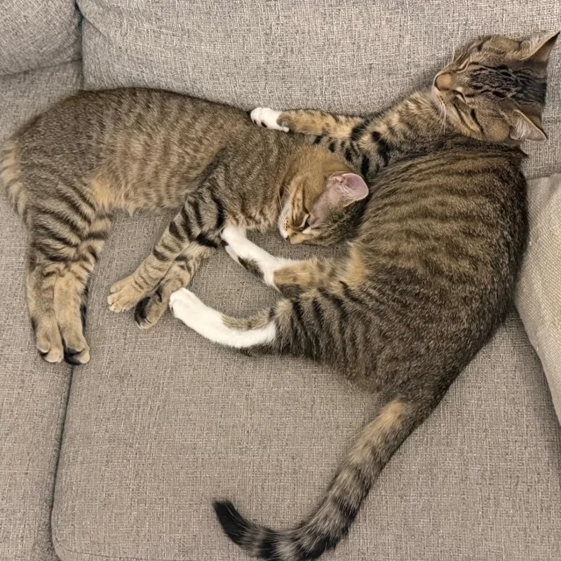 Sugar Rush And Sweet thumbnail 6