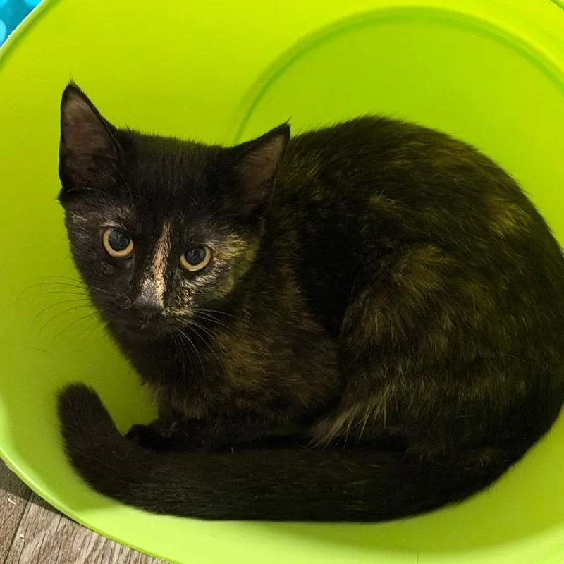 A baby small-sized female Tortoiseshell Domestic Short Hair cat named Mulch for adoption in Georgetown, KY