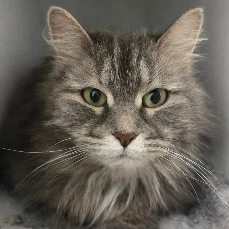 A senior medium-sized female Gray / Blue / Silver Siberian cat named Mila for adoption in Pontiac, MI