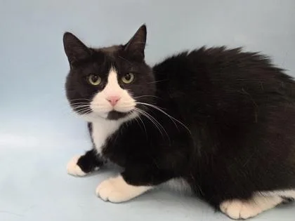 An adult small-sized female Domestic Short Hair cat named Freya for adoption in Coon Rapids, MN