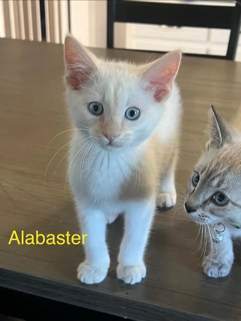 A baby medium-sized male Domestic Short Hair cat named Alabaster for adoption in Johnson City, TN