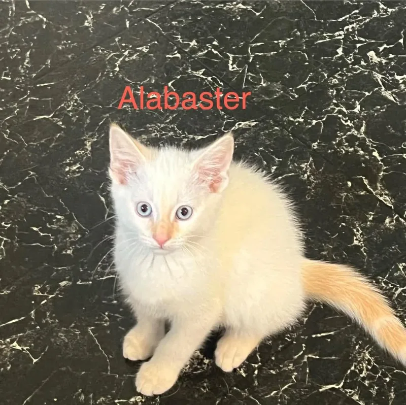 Alabaster thumbnail 3