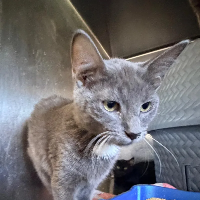 A young small-sized male Gray / Blue / Silver Domestic Short Hair cat named Duncan for adoption in Hemet, CA