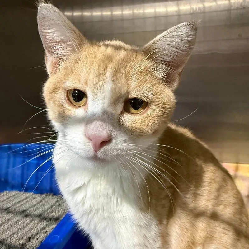 An adult medium-sized male Buff & White Domestic Short Hair cat named Stuart for adoption in Gresham, WI