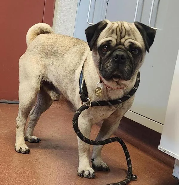 An adult small-sized male Pug dog named Gomez for adoption in Oakland, CA