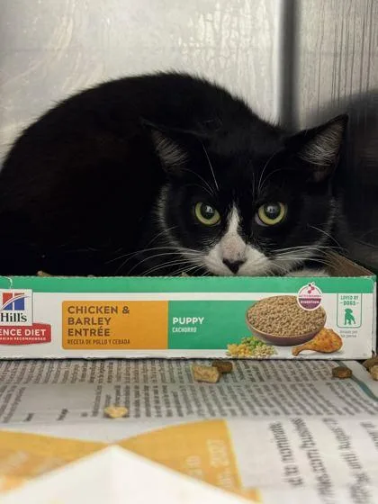 An adult small-sized female Domestic Short Hair cat named Bugs for adoption in Sevierville, TN