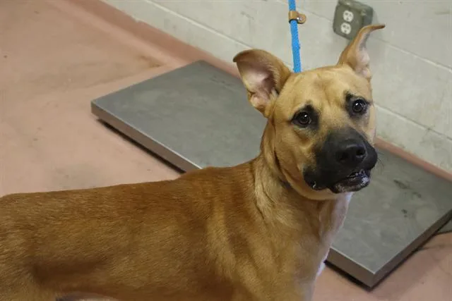 A young medium-sized male Mixed Breed dog named Big Boy for adoption in Columbia, SC