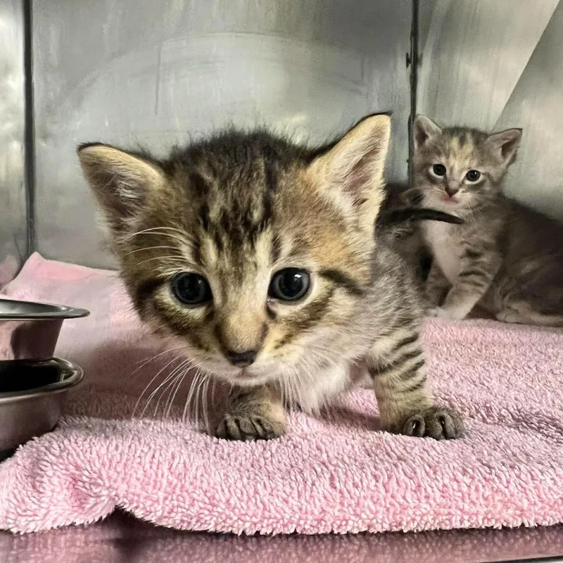 A baby small-sized male Brown / Chocolate Domestic Short Hair cat named Cypress for adoption in Edwardsville, IL
