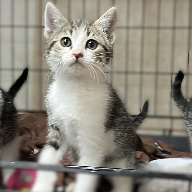 A baby medium-sized female Tabby (Gray / Blue / Silver) Domestic Short Hair cat named Periwinkle for adoption in Shingletown, CA