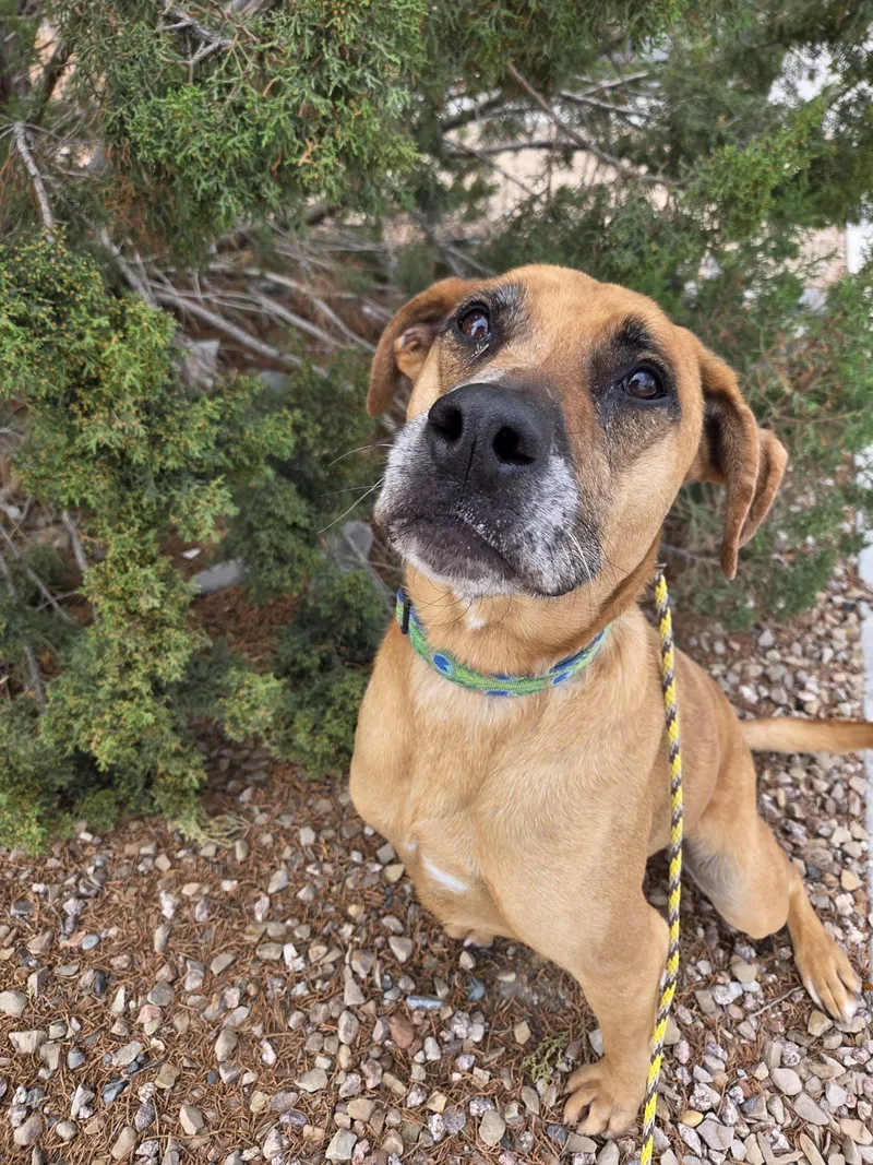 An adult large-sized male Catahoula Leopard Dog dog named Scout for adoption in Grand Junction, CO