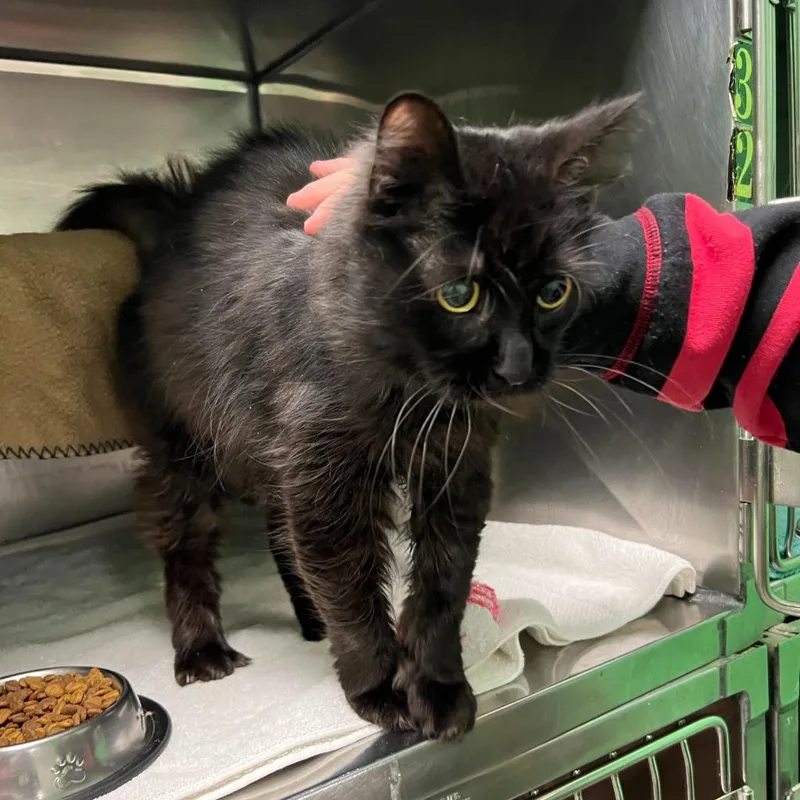 Whistlepig thumbnail 2