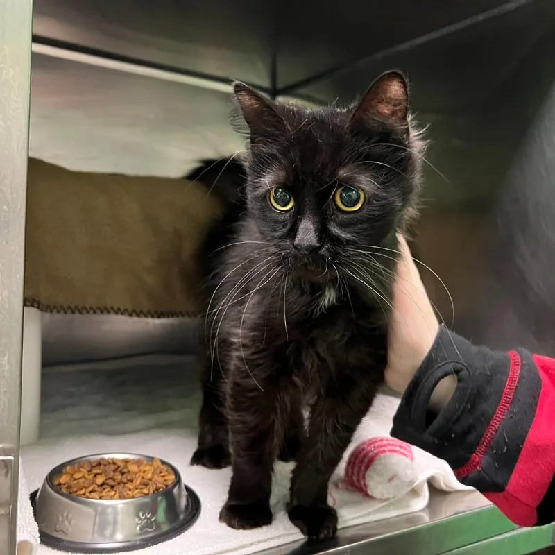 Whistlepig thumbnail 3