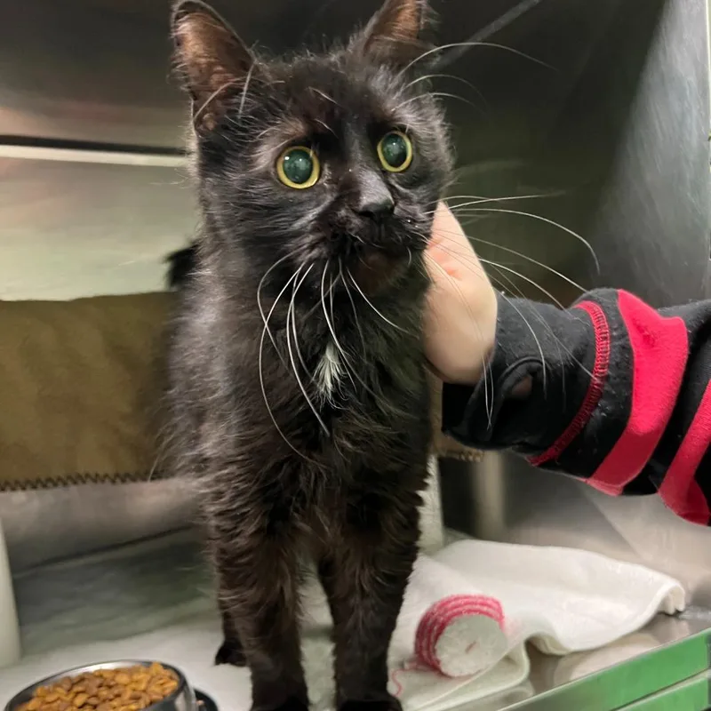 Whistlepig thumbnail 4