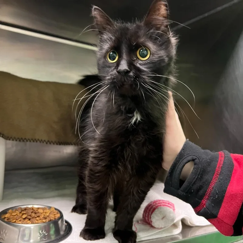 Whistlepig thumbnail 5