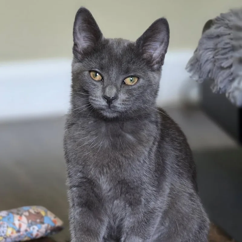 A baby medium-sized female Gray / Blue / Silver Russian Blue cat named Tiger Lily for adoption in Johnson City, TN