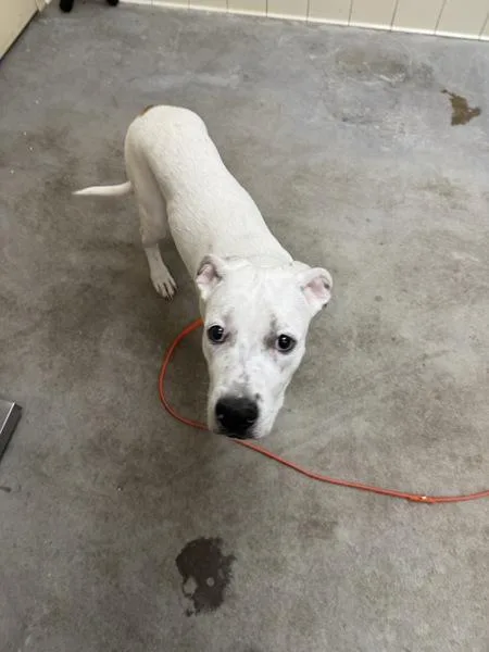 A young medium-sized male Mixed Breed dog named Hopper for adoption in Spokane Valley, WA
