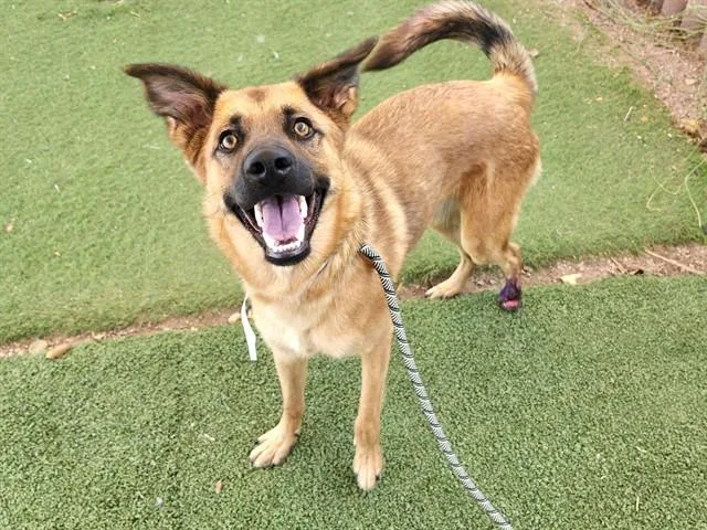 A young large-sized male German Shepherd Dog dog named Grizzly for adoption in Phoenix, AZ