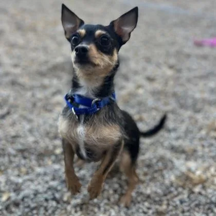 A young small-sized male Mixed Breed dog named Rockstar for adoption in Janesville, WI