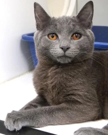 A baby small-sized male Domestic Short Hair cat named Tucker for adoption in Fishers, IN