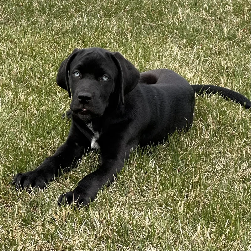 A baby large-sized male Black Great Dane dog named Clyde for adoption in Prior Lake, MN
