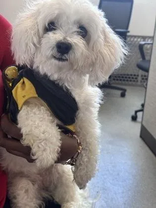 An adult small-sized female Mixed Breed dog named Zariah for adoption in West Chester, PA