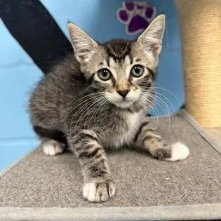 A baby small-sized female Gray / Blue / Silver Domestic Short Hair cat named Emerald for adoption in Tallahassee, FL