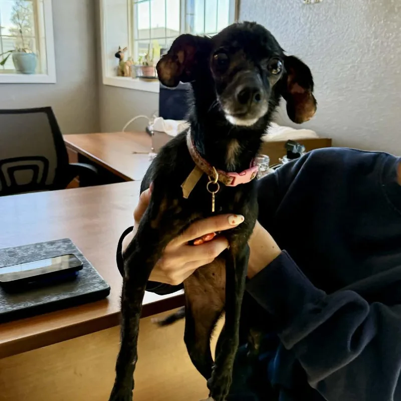 An adult small-sized female Black Chihuahua dog named Franny for adoption in Bend, OR