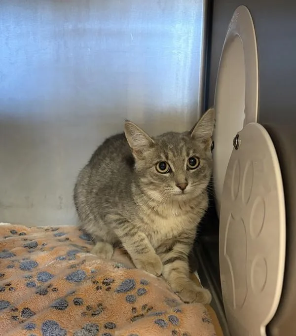 A young small-sized female Domestic Short Hair cat named Hazel for adoption in Great Falls, MT