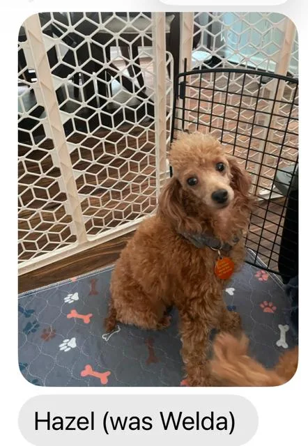 An adult small-sized female Apricot / Beige Miniature Poodle dog named Hazel for adoption in Williamsburg, VA