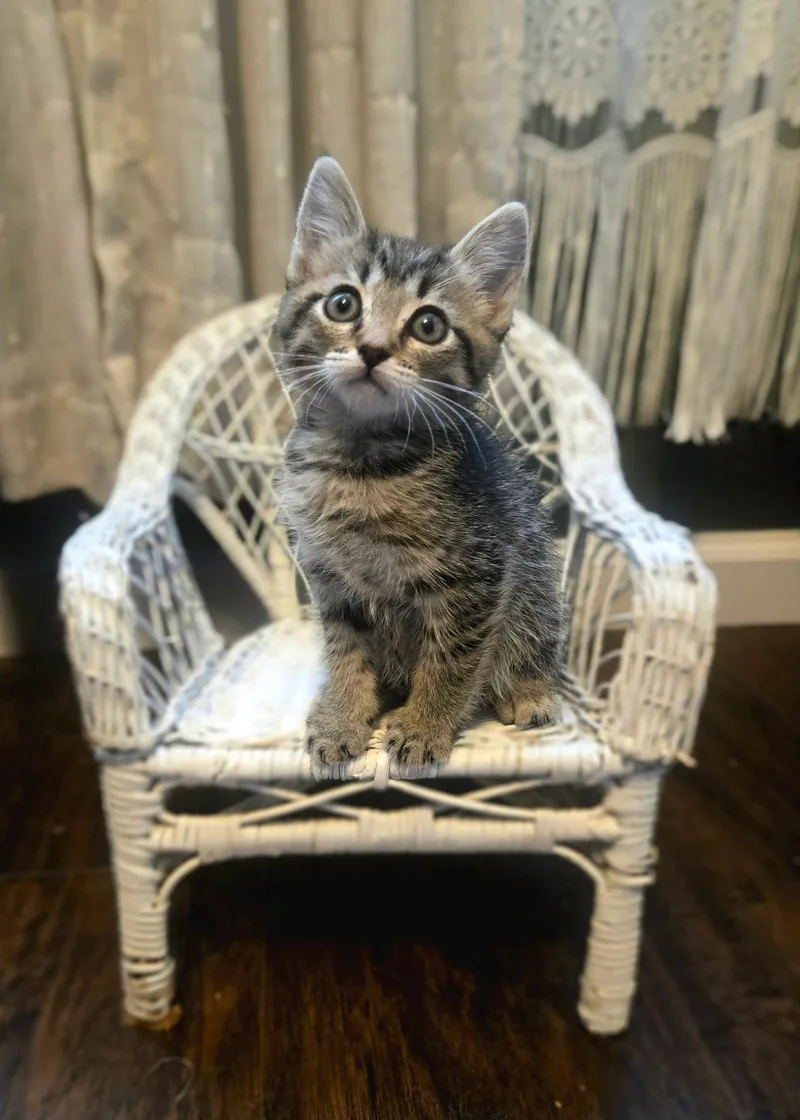 A baby small-sized male Tabby (Gray / Blue / Silver) Domestic Short Hair cat named Fig for adoption in Penryn, CA