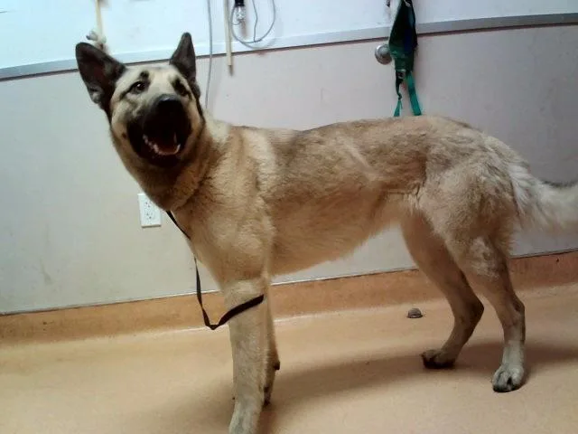 An adult large-sized female German Shepherd Dog dog named Vaquera for adoption in Martinez, CA