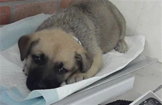 A baby small-sized male German Shepherd Dog dog named Whiskey for adoption in Houston, TX