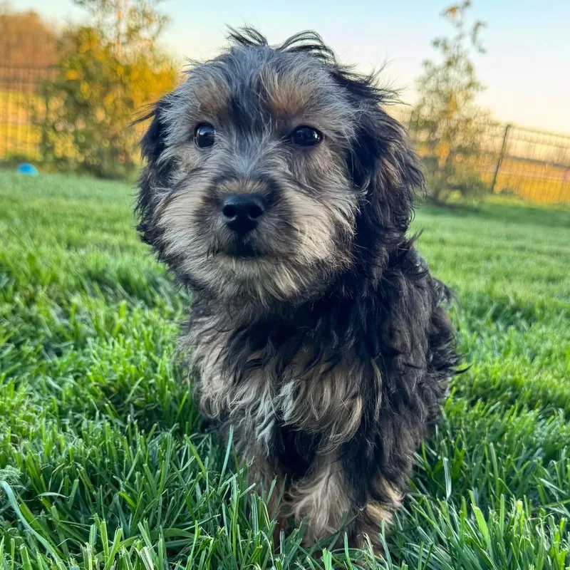 A baby small-sized female Yorkshire Terrier dog named Bean for adoption in Cincinnati, OH
